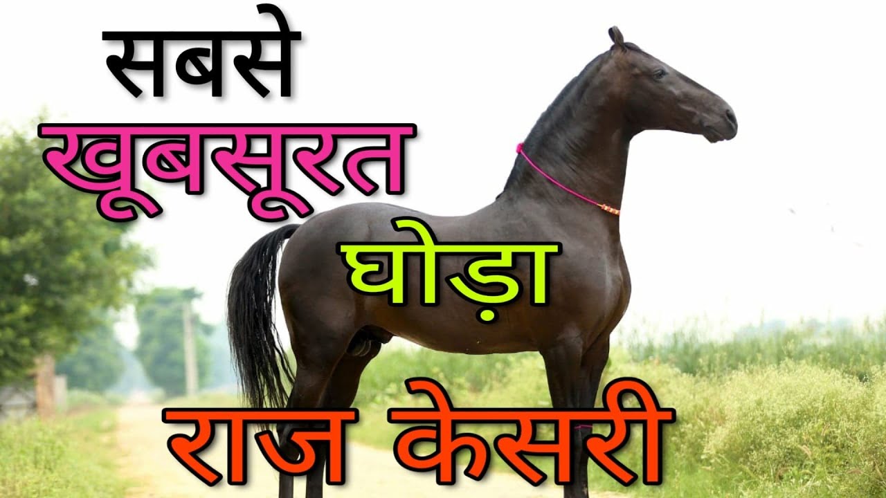 10 करोड़ का घोड़ा, Raj Kesri सबसे सुन्दर घोड़ा Most beautiful Horse of India | Marwadi Breed | Pushkar