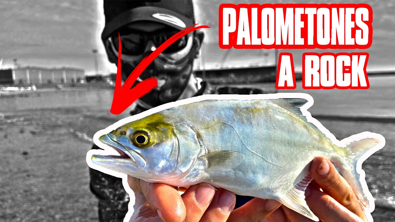 ⚠️PALOMETONES  a ROCKFIHING⚠️/ 8 Especies distintas en una jornada
