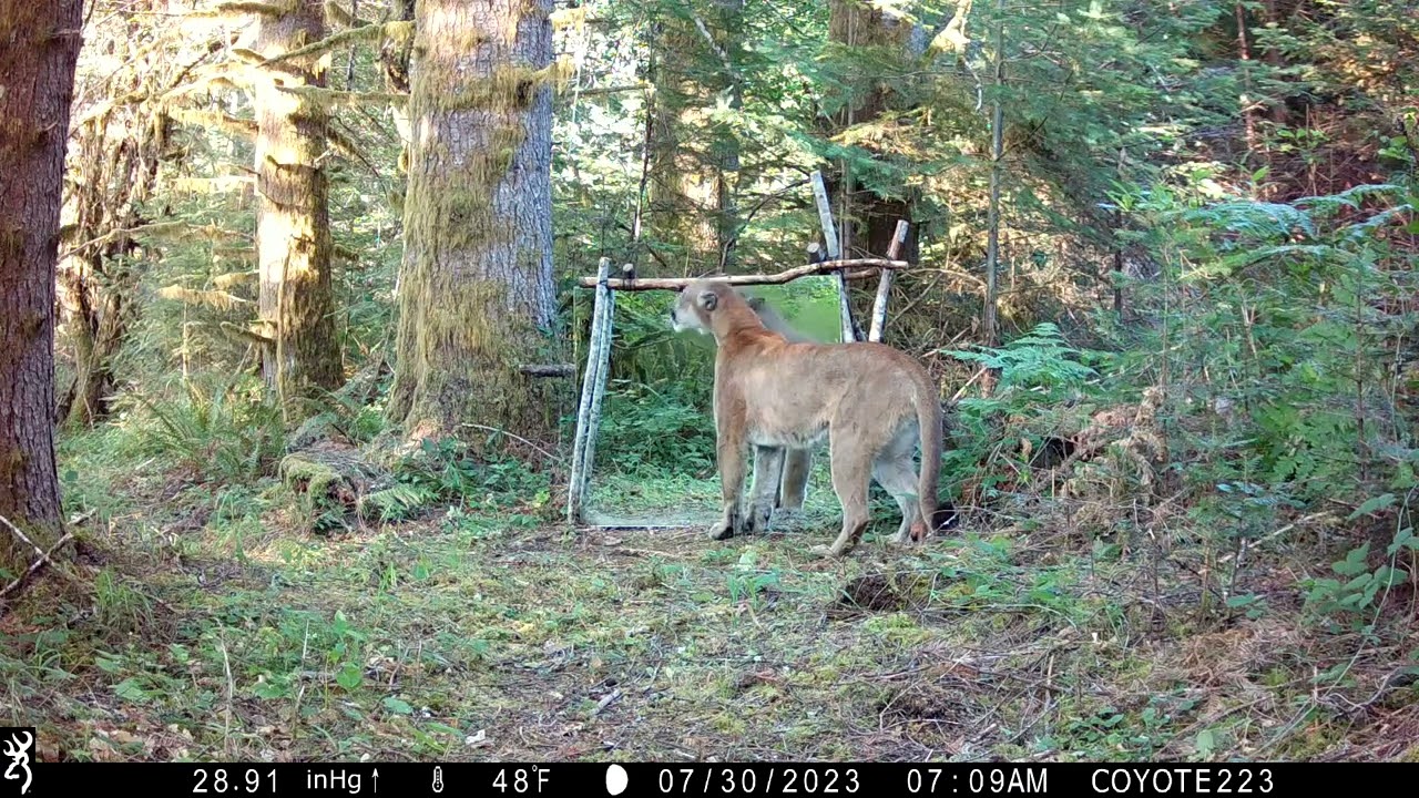 Mountain lion in the mirror