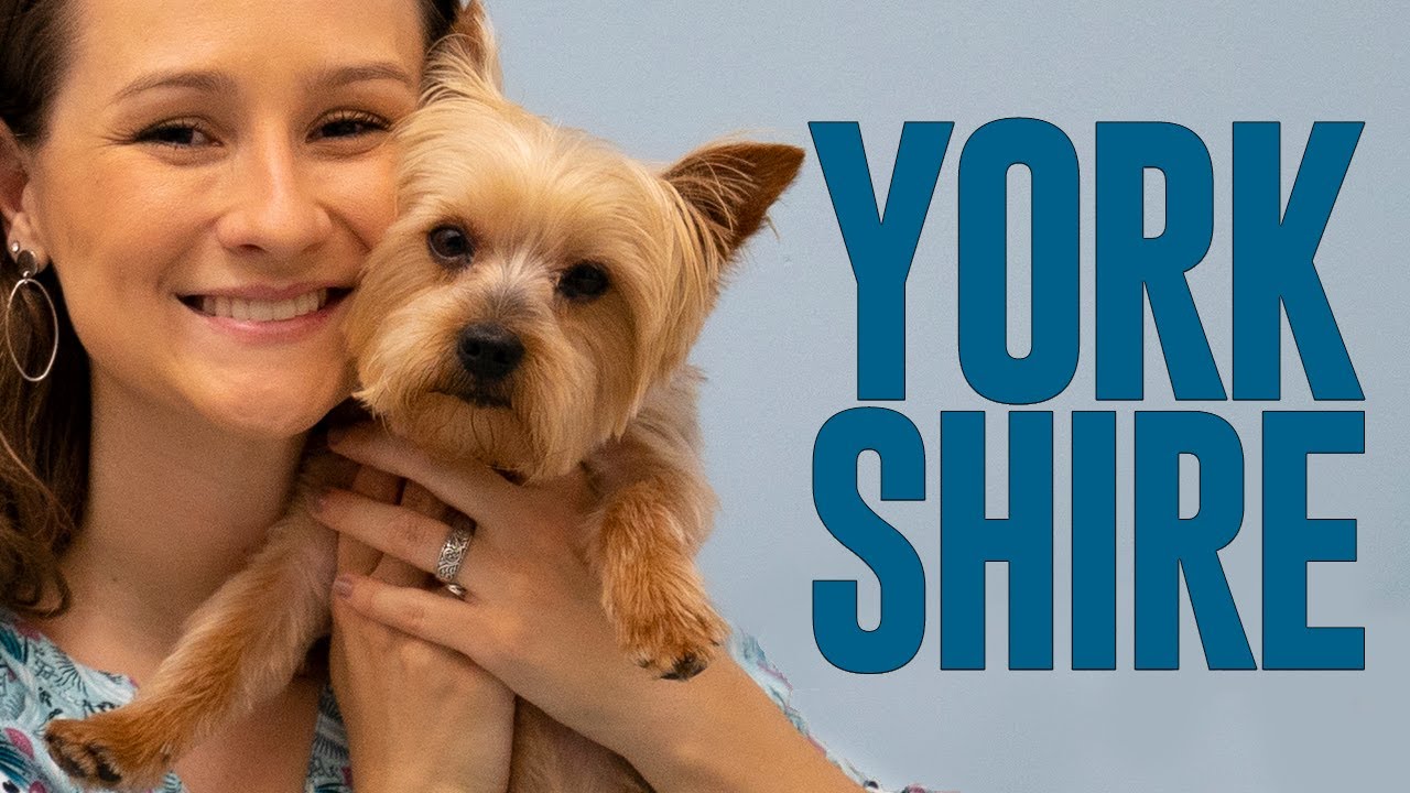 Não ADOTE ou COMPRE um YORKSHIRE antes de ver esse vídeo - Ju Almeida Pet