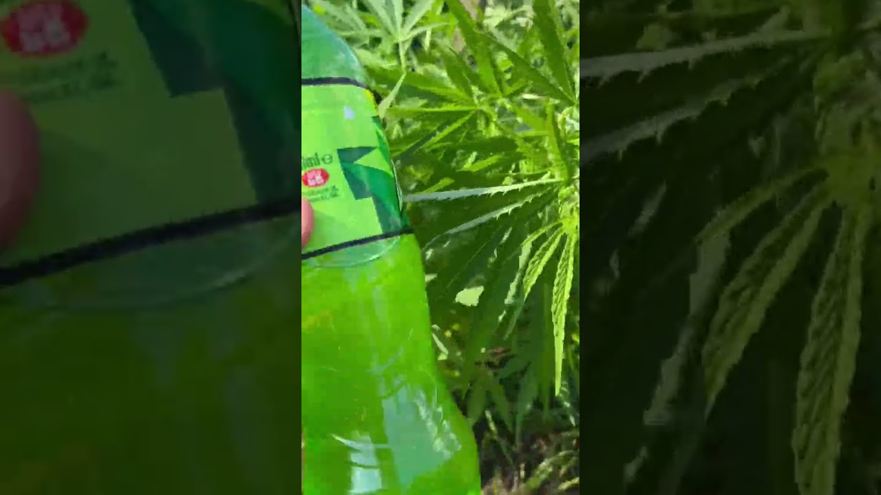Uk guerrilla grow super cropped fast flower critical 2023 #plants #cannabisheals #outdoors #monster!