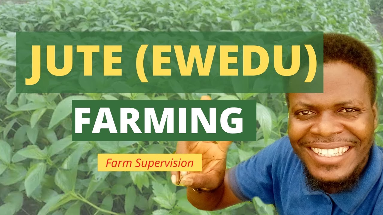 JUTE (EWEDU) FARMING (2023)/ Growing jute/ Ewedu farming/ farm supervision/ jute leaves vegetable