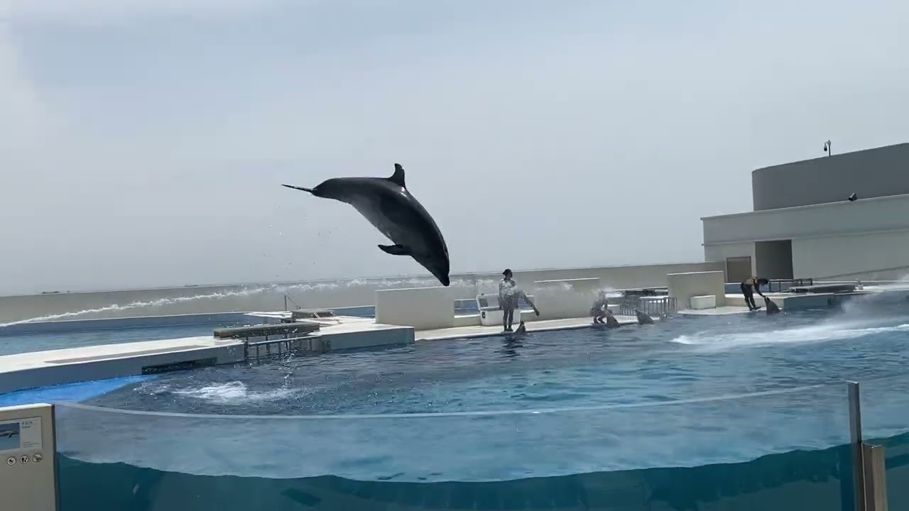 Suma Aquarium Dolphin show pt2