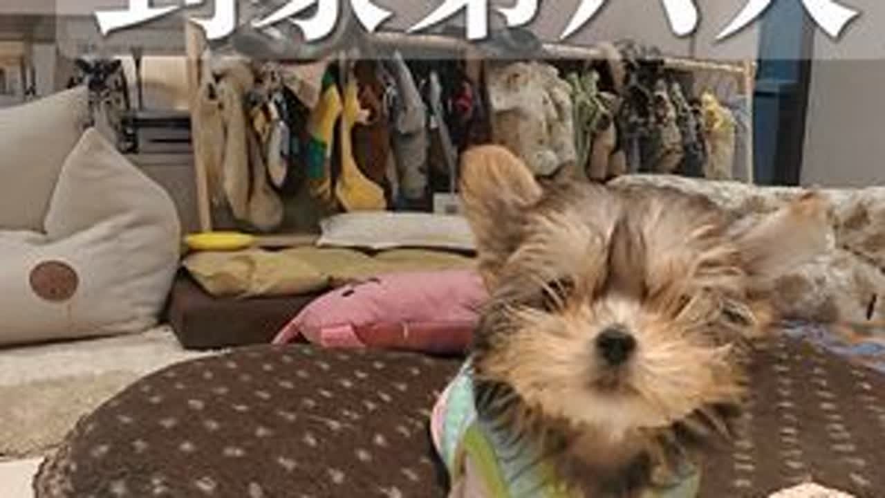 三分钟体验｜两个月奶狗到家第六天需要学什么❓❗️今天除了日常巩固 就是趴下教学啦 还有很重要的小狗扑围栏怎么办❗️前几天小狗扑围栏可以不用制止先培养感情后面就要开始制止啦！#幼犬训练 #幼犬 #...