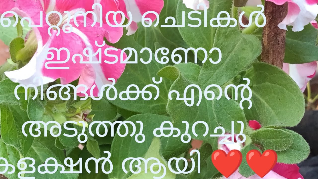 നിങ്ങൾ അറിഞ്ഞോ ചത്തുപോയ എന്റെ റോസാചെടികൾ തിരിച്ചു വന്നു 😁😁💯💯