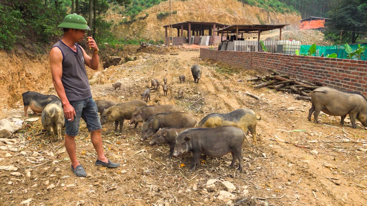 KINH NGHIỆM LÀM GIÀU VỚI NGHỀ NUÔI LỢN RỪNG 2025 | WILD BOARS FARMING MODEL
