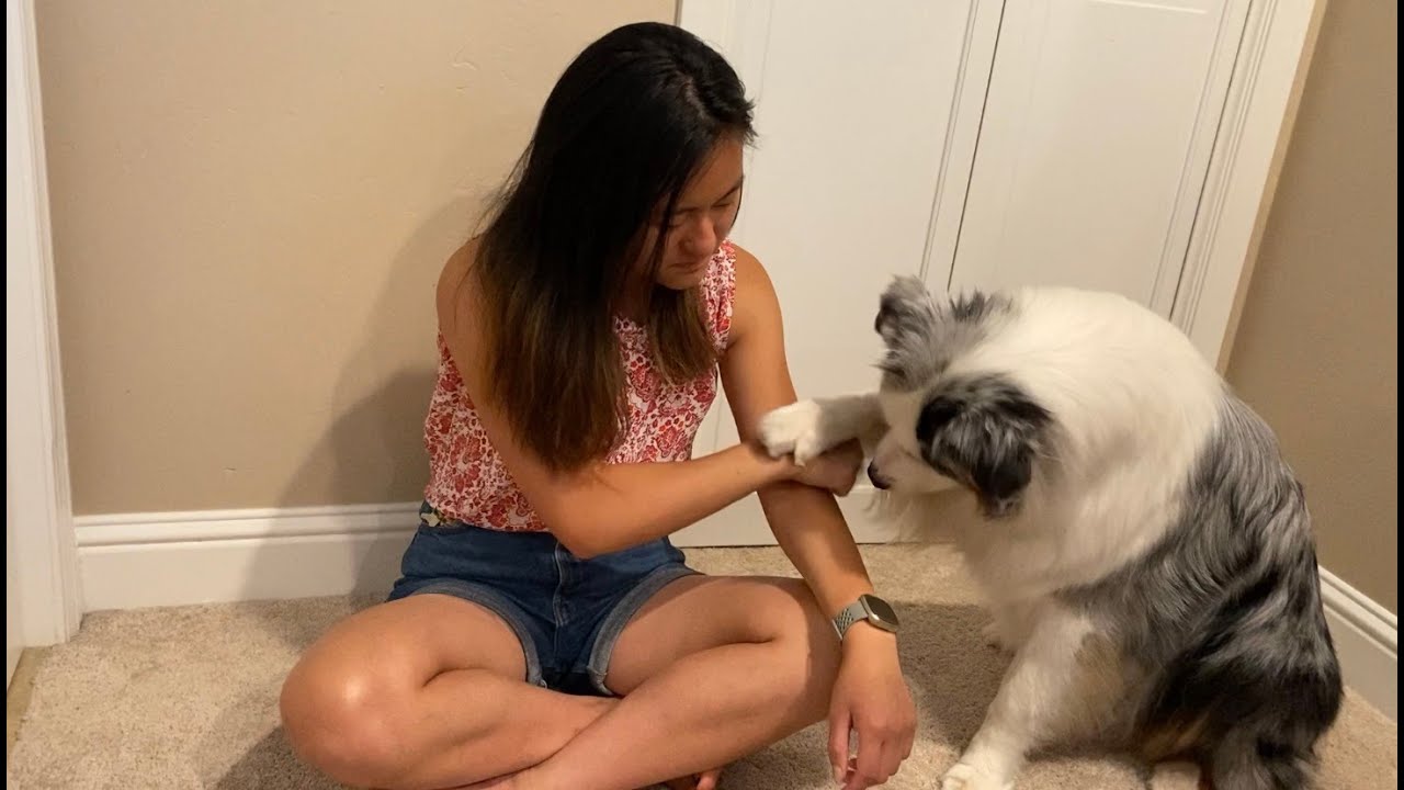 How to teach Deep Pressure Therapy and Self Harm Interruption//Psychiatric service dog tasks