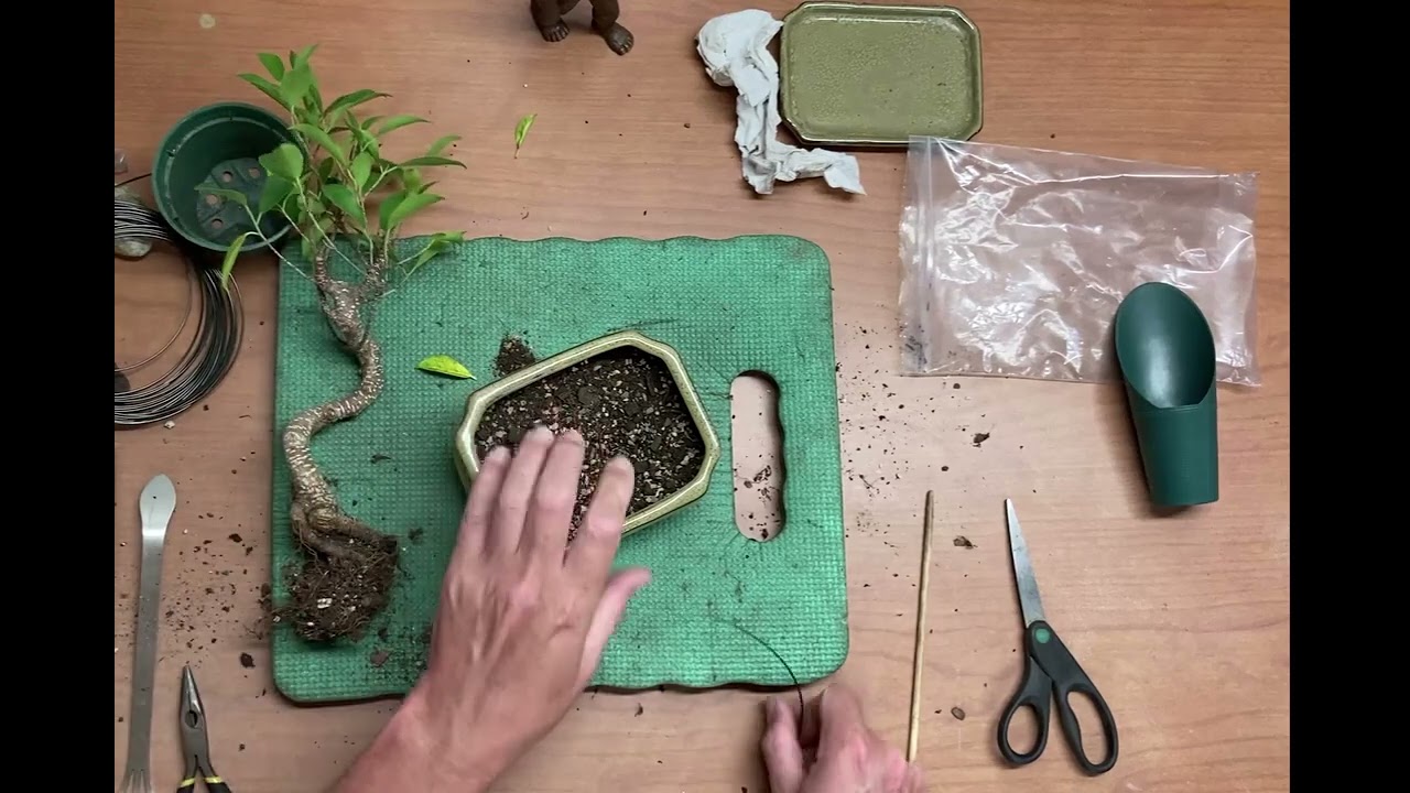 Potting Groot Ficus
