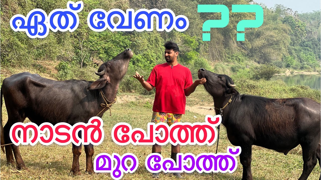 നാടൻ പോത്ത് വേണോ മുറ വേണോ? ?