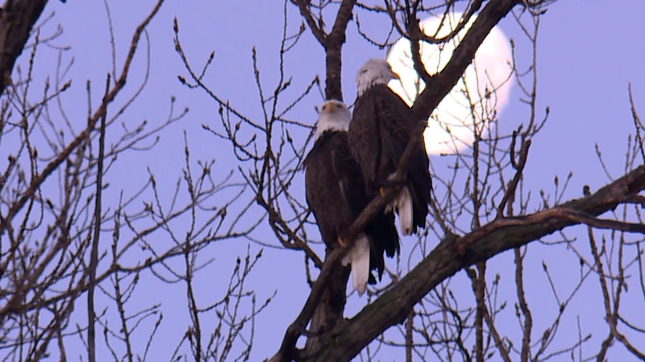 WATCH: More than 1,000 bald eagles seen at wildlife refuge just north of Kansas City