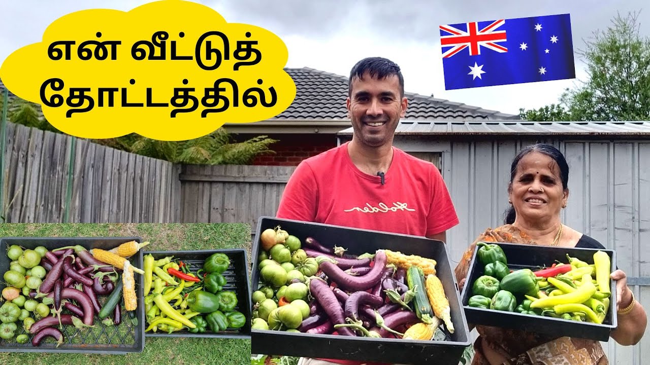 ஆஸ்திரேலியாவில் என் தோட்டத்தில் | GARDEN HARVEST IN OUR MELBOURNE BACKAYRD | Australia Tamil Vlogs