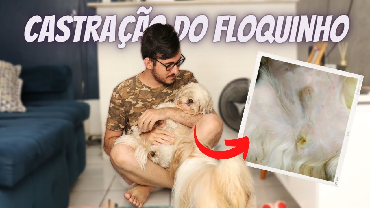 RESPONDENDO DÚVIDAS SOBRE CASTRAÇÃO DE SHIHTZU MACHO