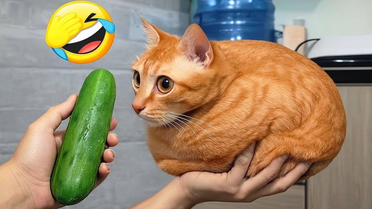 Laugh out loud with the funniest and most mischievous dogs and cats on the planet🤣