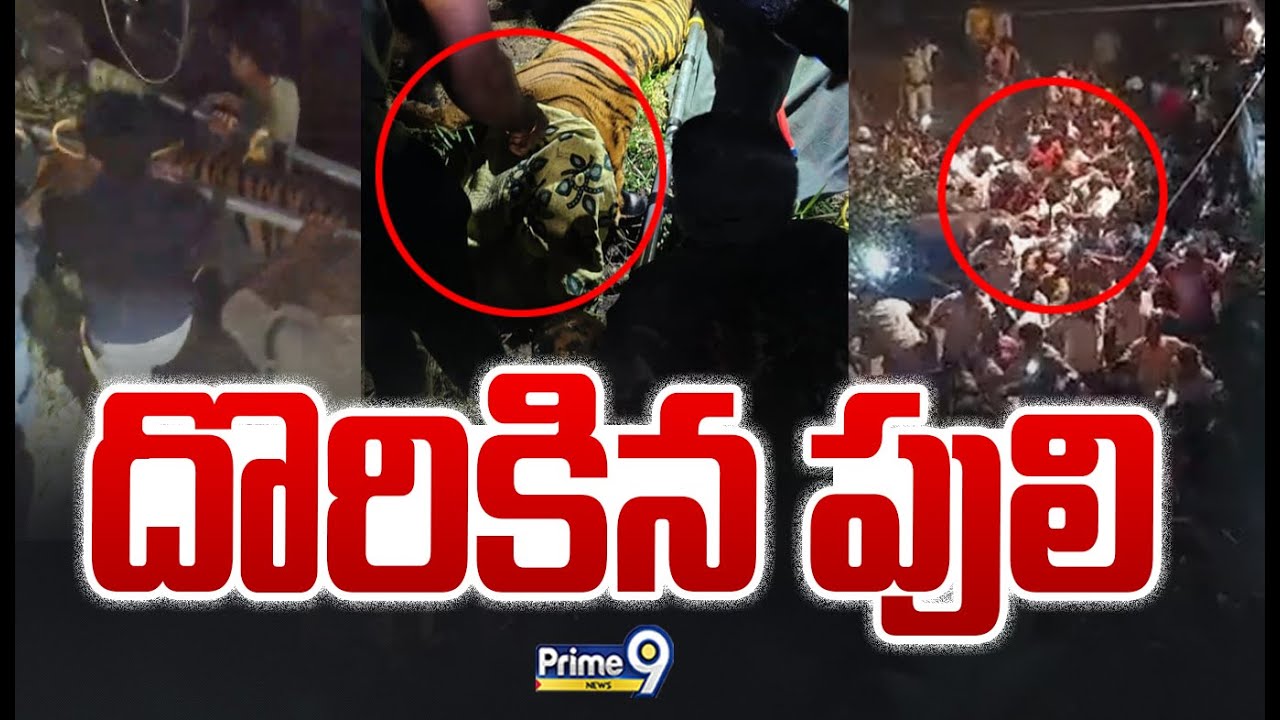 Tiger in Kurmapuram LIVE🔴| Rajahmundry | Prime9 News