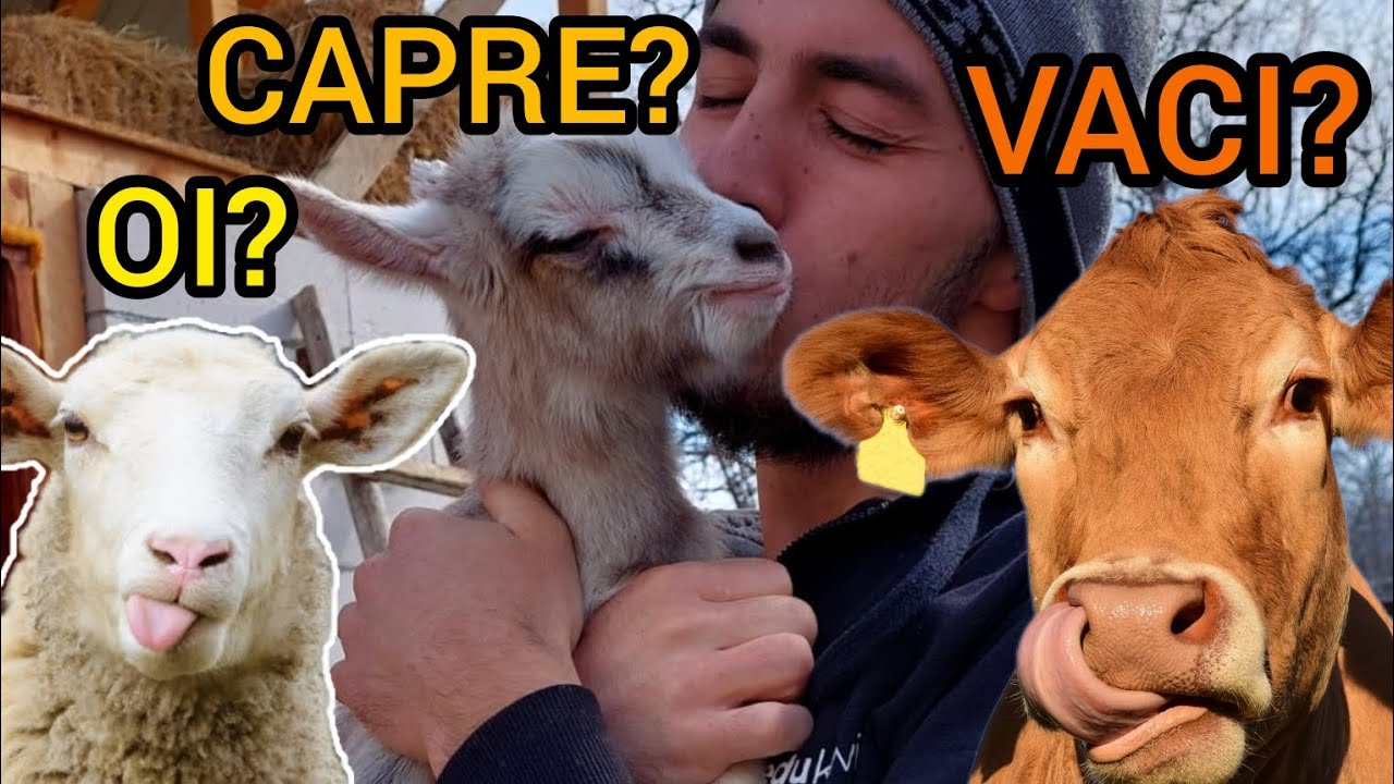 🤔 Oi, Capre sau Vaci? Ce e mai rentabil? Cum am fac să fie mai ușor cu caprele