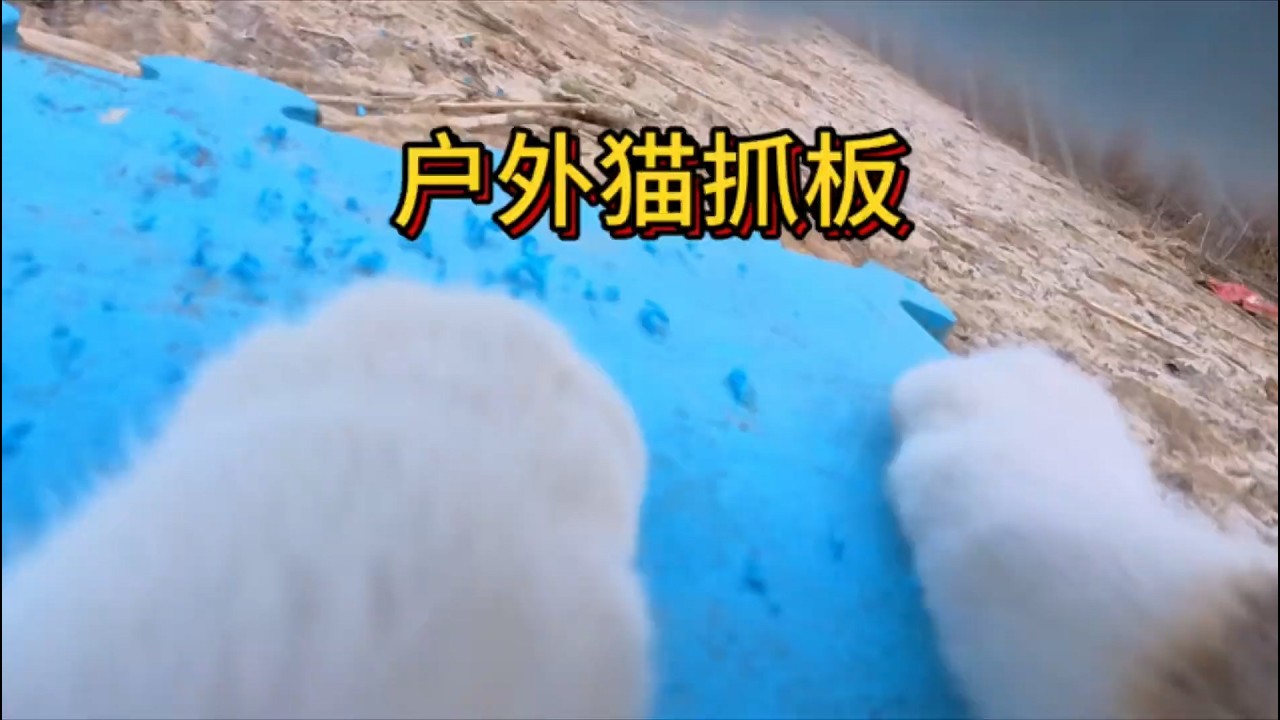 它出门，是一个独立的生命。我们看着， 是一场安静的治愈【小黄不太黄】