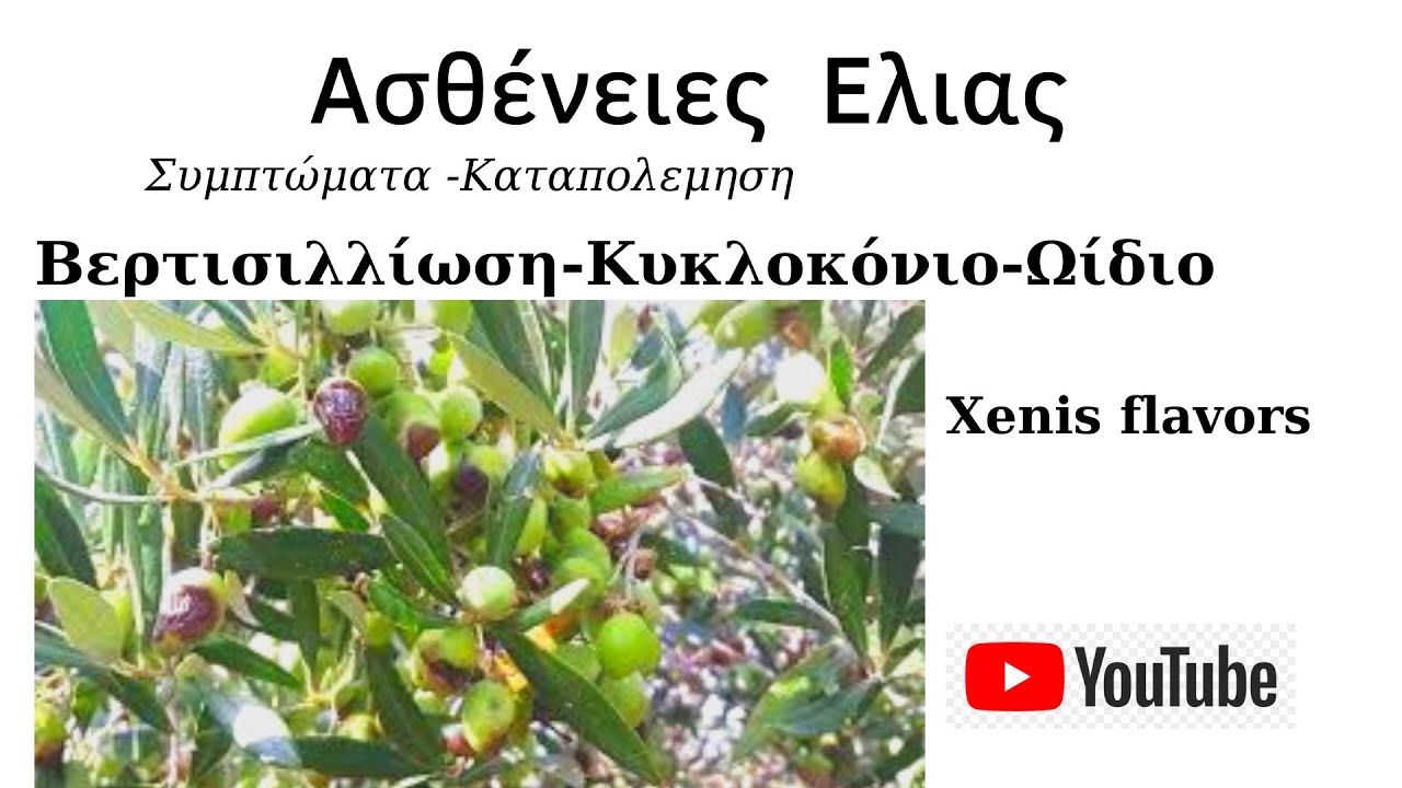 Ασθενειες Ελιας-Βερτισιλλίωση-Κυκλοκόνιο-Ωίδιο. Συμπτωματα κ τροποι καταπολέμησης!