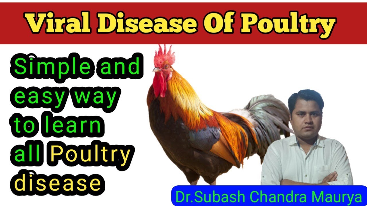 Viral Diseases in poultry/Poultry Science/Crazy Vet Classes/VO/LDO exam preparation