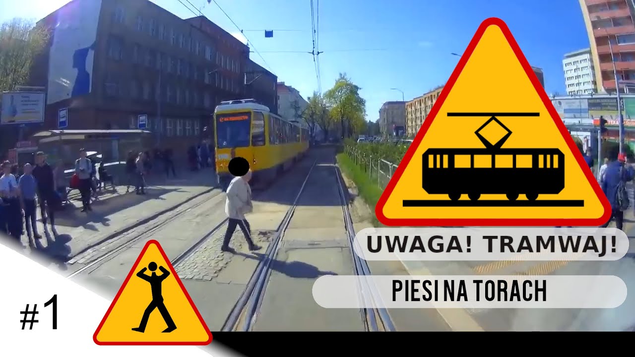 #1 Piesi i ich zachowanie