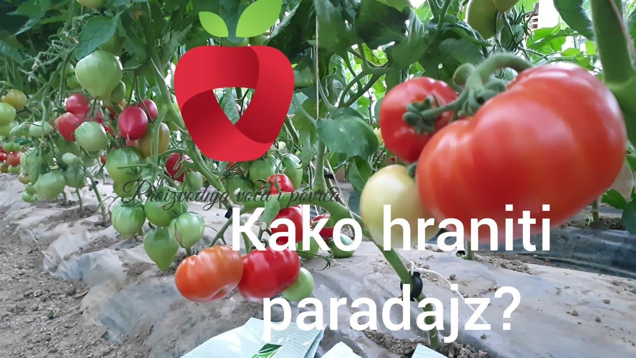 Prihrana paradajza. Šta znači NPK