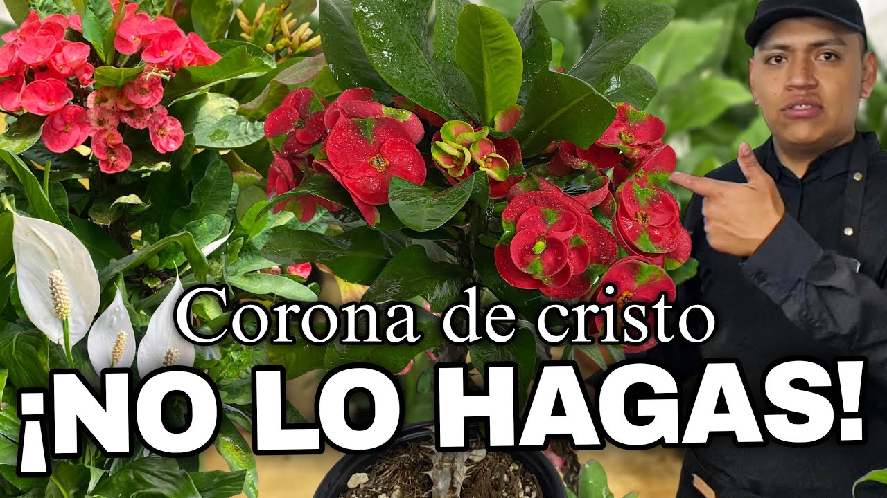 10 Errores que Evitan que tu Corona de Cristo Florezca ¡NO los cometas!