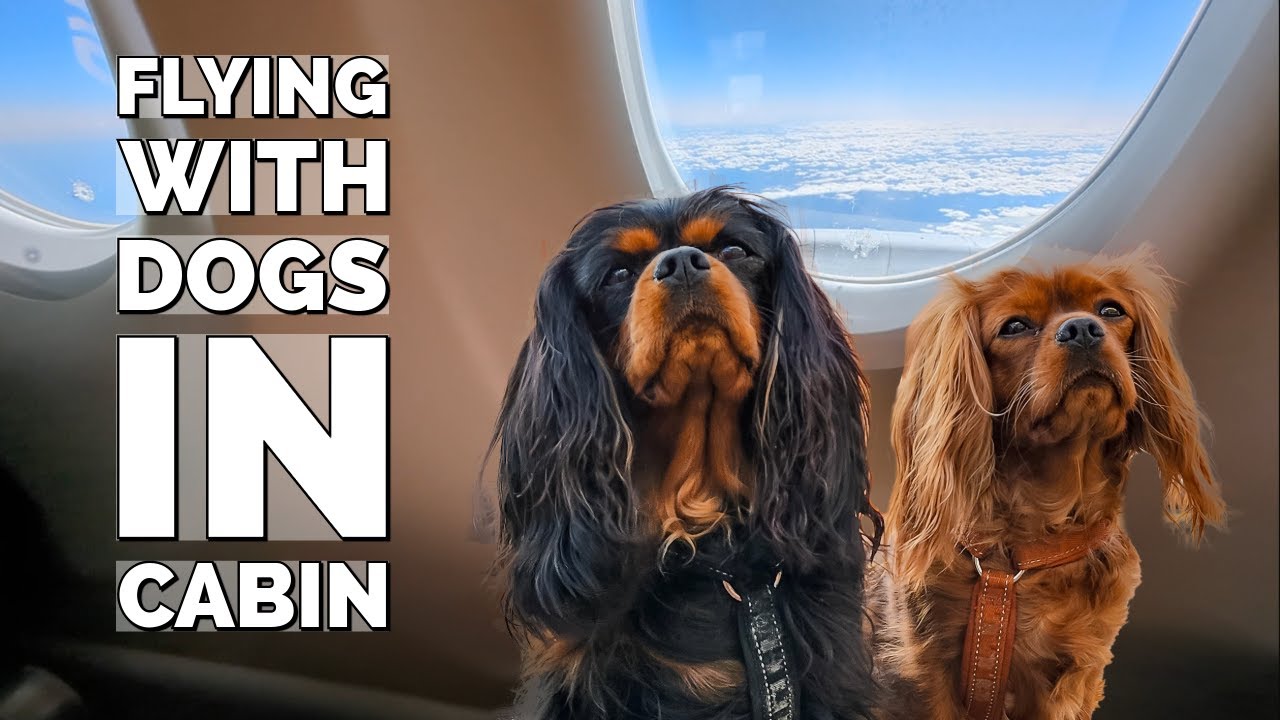 FLYING WITH DOGS IN CABIN
