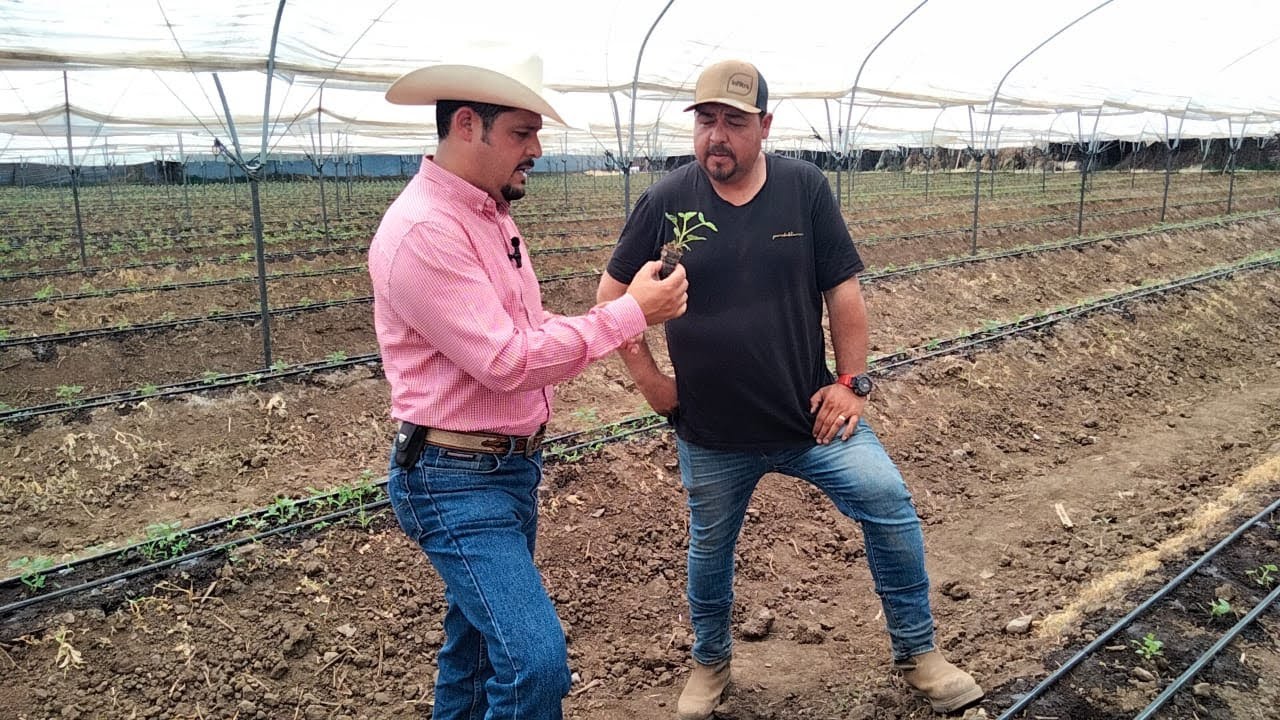 ¿QUIERES PRODUCIR FRAMBUESA?