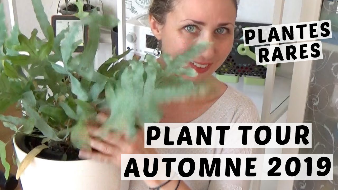 🌿 PLANT TOUR #1| MA COLLECTION DE PLANTES D'INTÉRIEUR