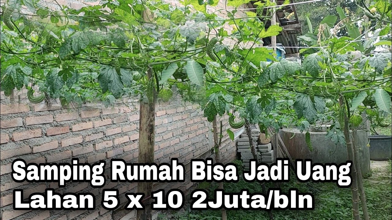 Lahan Samping Rumah Bisa Jadi Uang