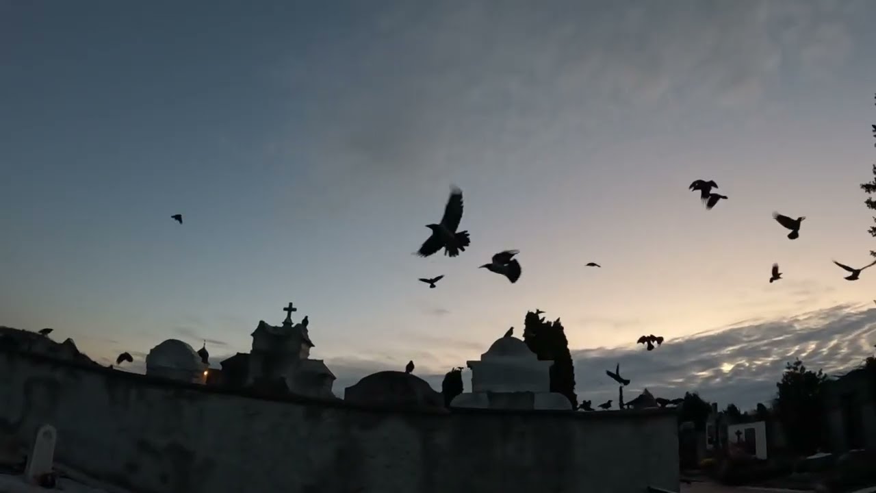 Hi crows, let's go for a walk