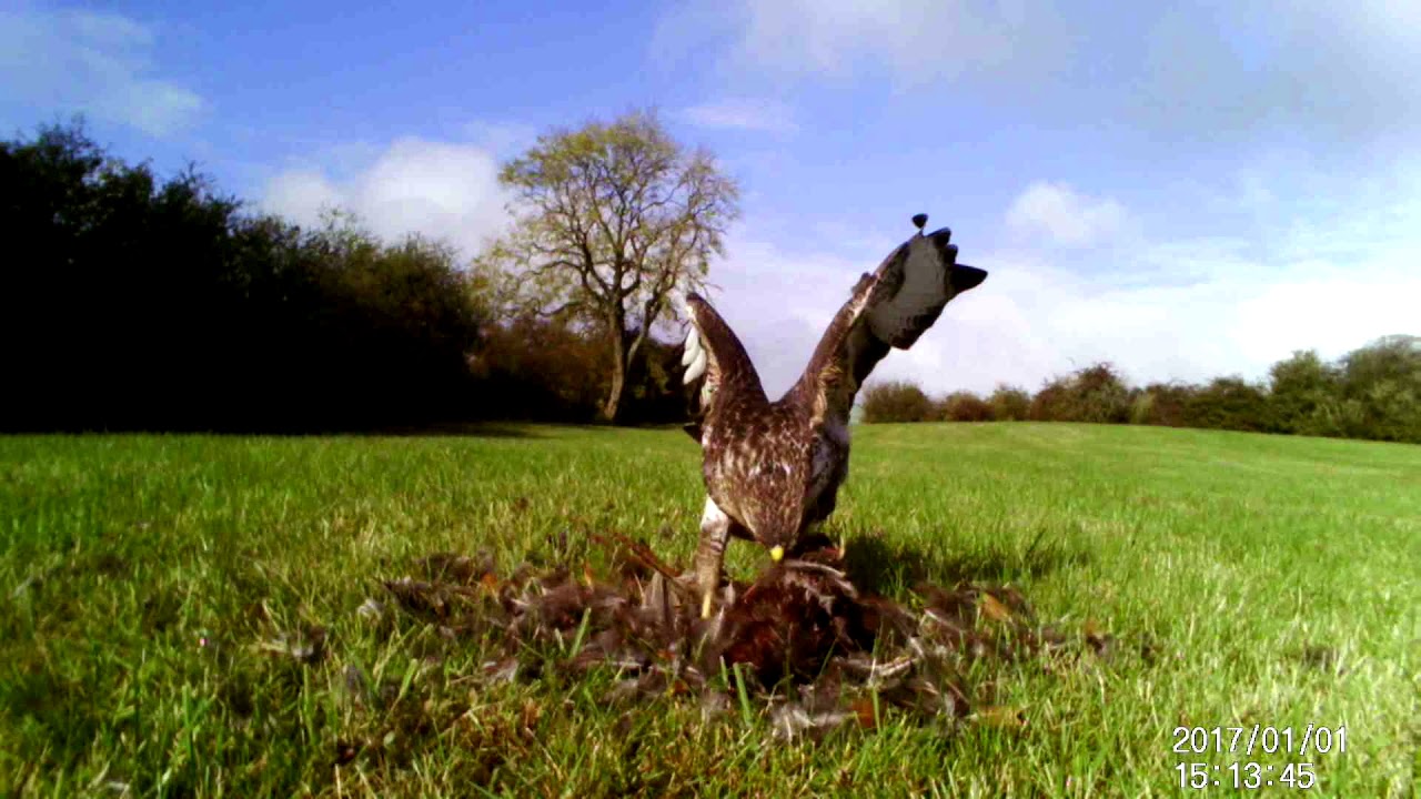 Buzzard Hide - 14 October 2020 - Peak Nature