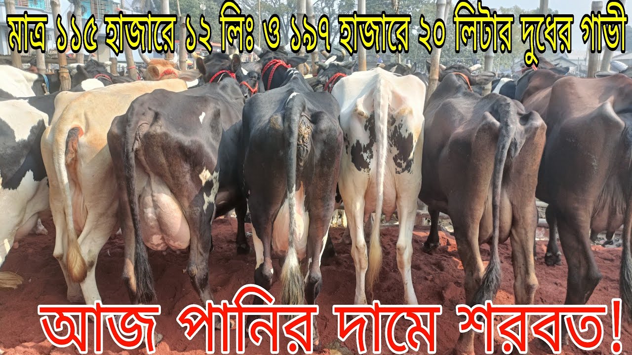 মাত্র ১১৫ হাজারে বাচ্চা সহ ১২ লিটার ও ১৯৭ হাজারে বড় বাচ্চা সহ ২০ লিটার দুধের গাভী।আজ পানির দামে শরবত