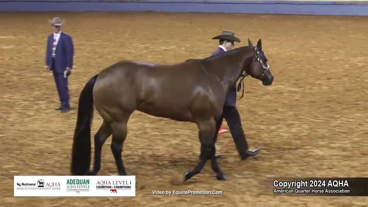 Amateur Aged Mares - 2024 AQHA World Championship Show