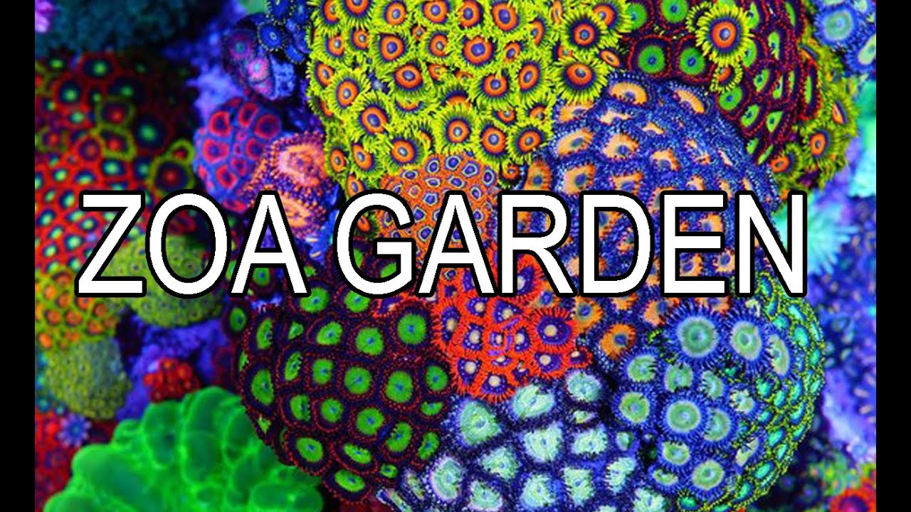 How To Build A Zoanthid Garden