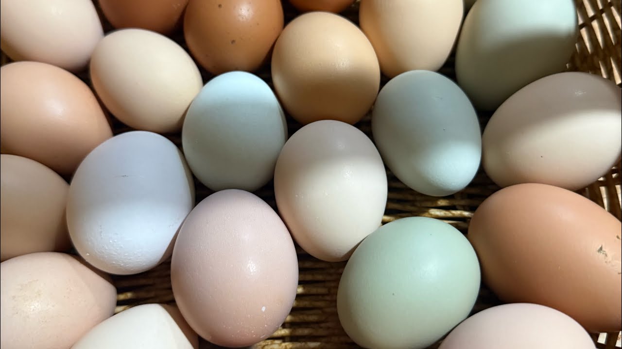 Sonshine Homestead 3/5/26 #chicken #chickenlovers #pig #goat #homestead #farmlife #farm #viralvideo 