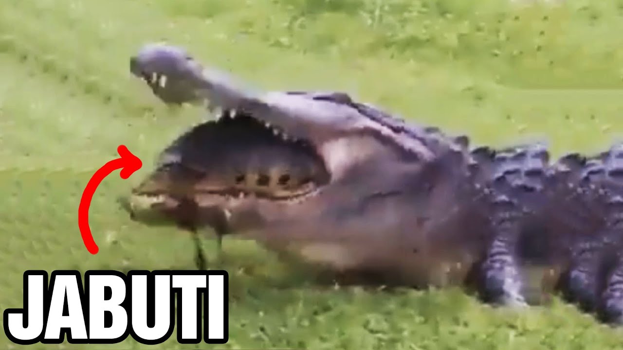 Animais que não ligam pra sua opinião