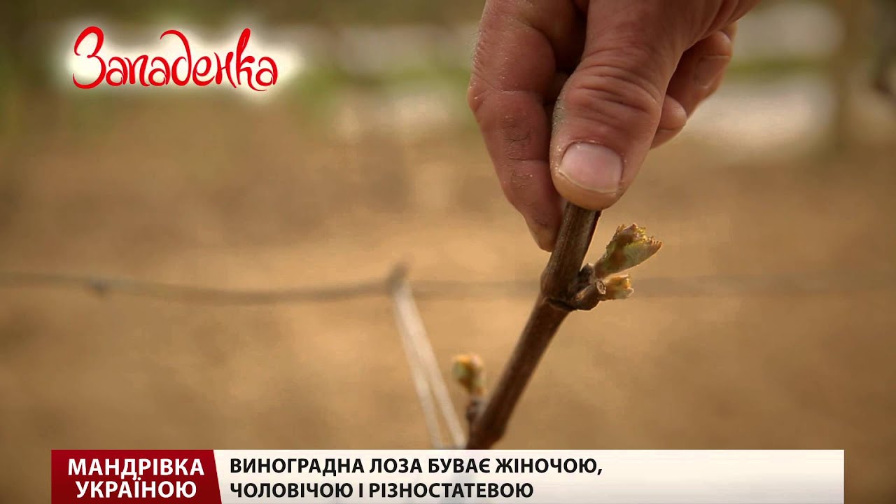 Виноградів —  українська столиця виноробства