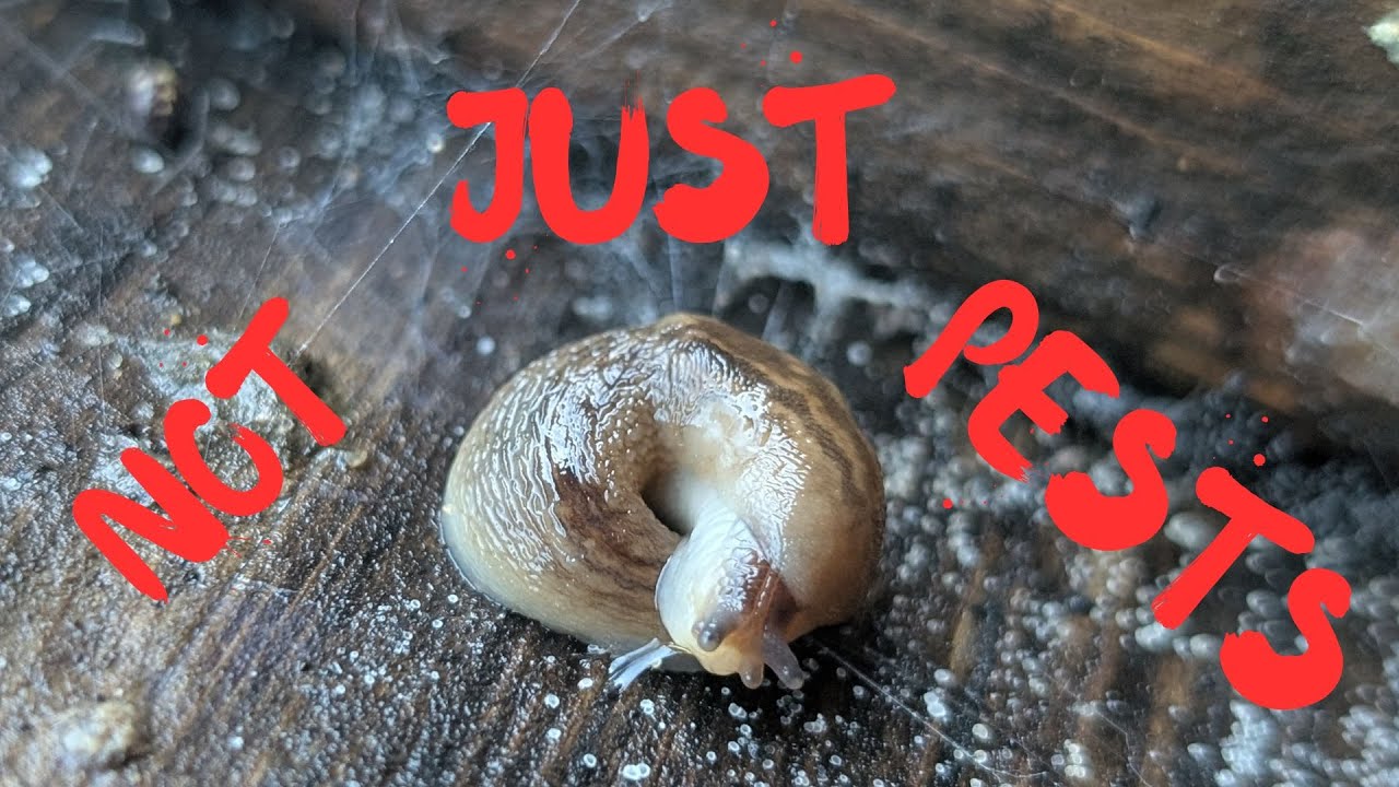 Did you know, Not just pests?! British Slugs