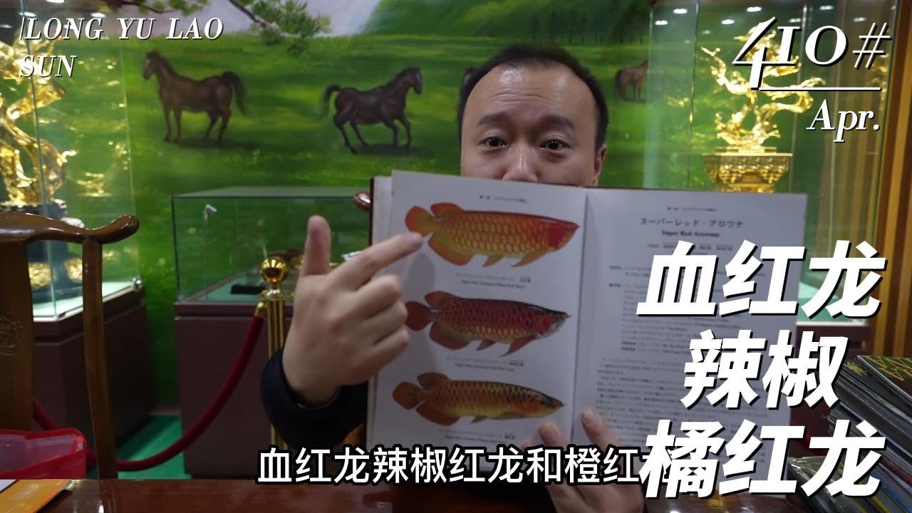 #410 血红龙、辣椒红龙、橘红龙......回答网友提问