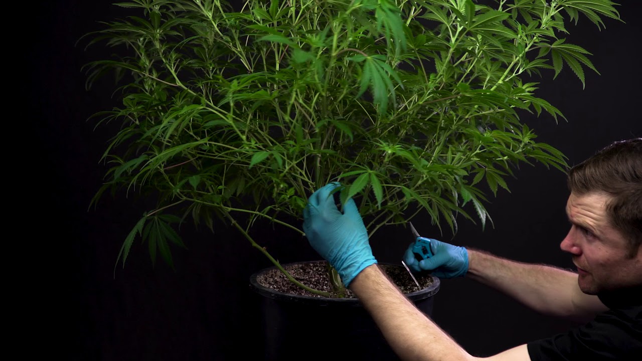 Selecting Clones