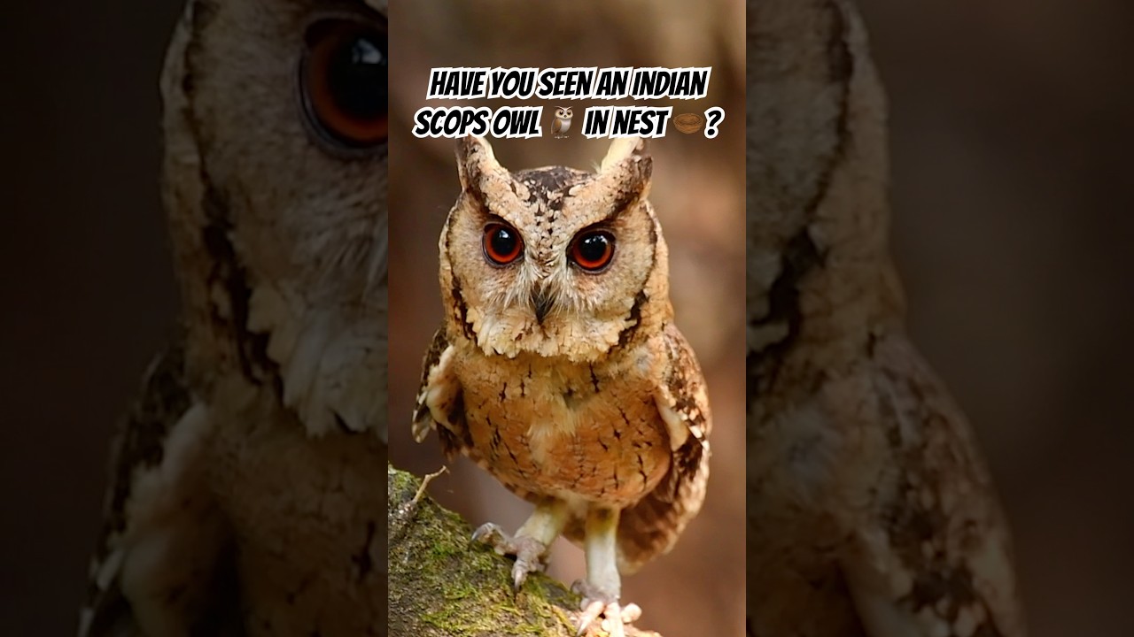 Peek Inside: Indian Scops Owl 🦉 in Its Nest 🪹 #wildlife #owl #birding #scopsowl