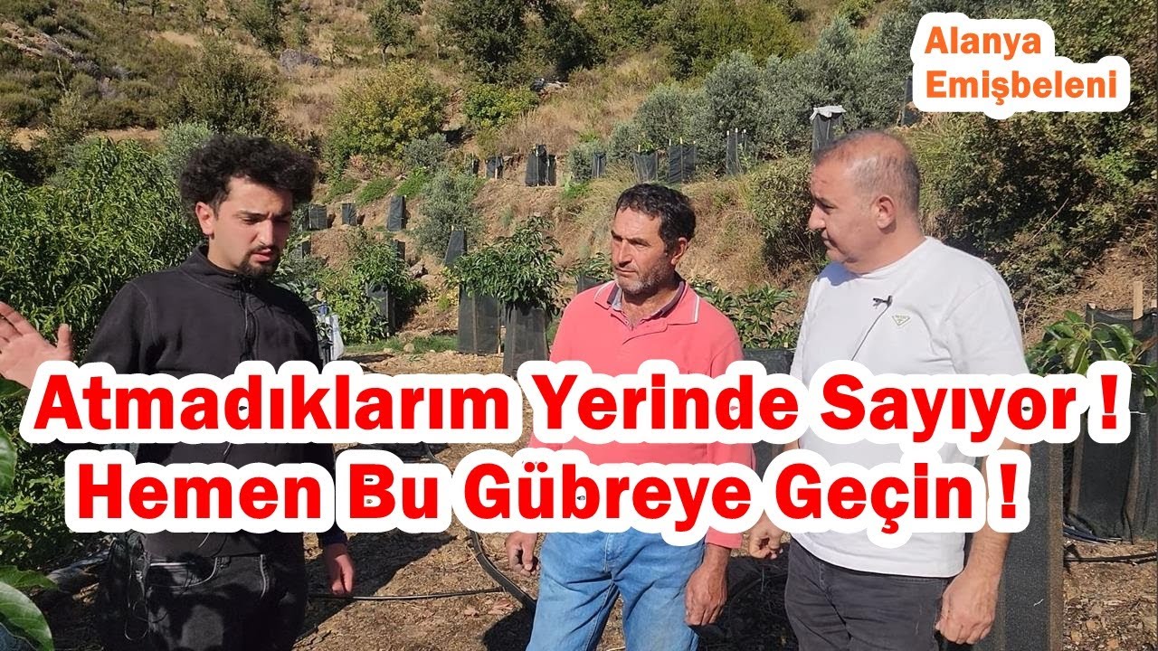 Avokado - Zeytin - Erik - Kayısı Fidanı - Muz Fidesi Gübreleme - Hızlı Gelişim