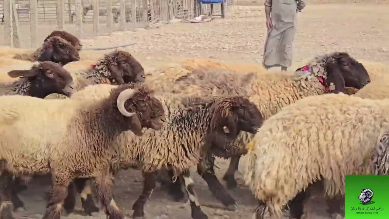 45 ثنية نُّخبة من مراح أبو زينب السراوي ماشاء الله إذكروا الله إخواني #fyp #explore #trending