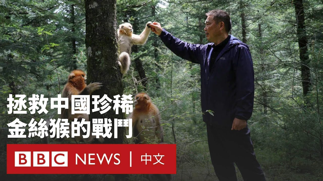 探訪中國神農架：科學家學「猴語」拯救瀕危的金絲猴－ BBC News 中文