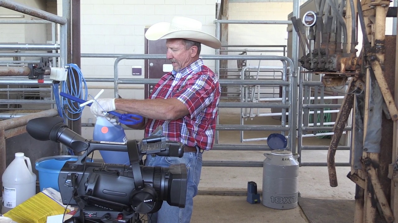 Bruce Carpenter - Cattle Reproduction - Preparing a CIDR