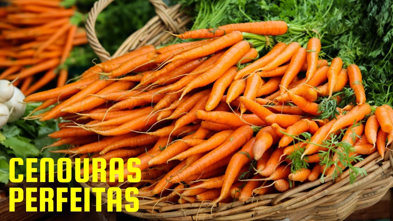 Tudo sobre o plantio de cenouras para ter raízes perfeitas e uma boa colheita. 