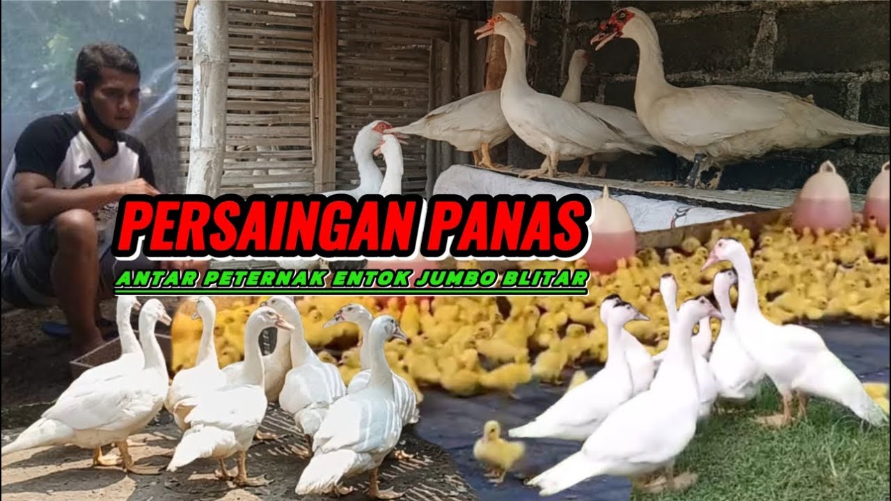 PERSAINGAN PANAS ANTAR PETERNAK ENTOK JUMBO BLITAR‼️ #entokjumbo #entok #duck #sapi #bebek