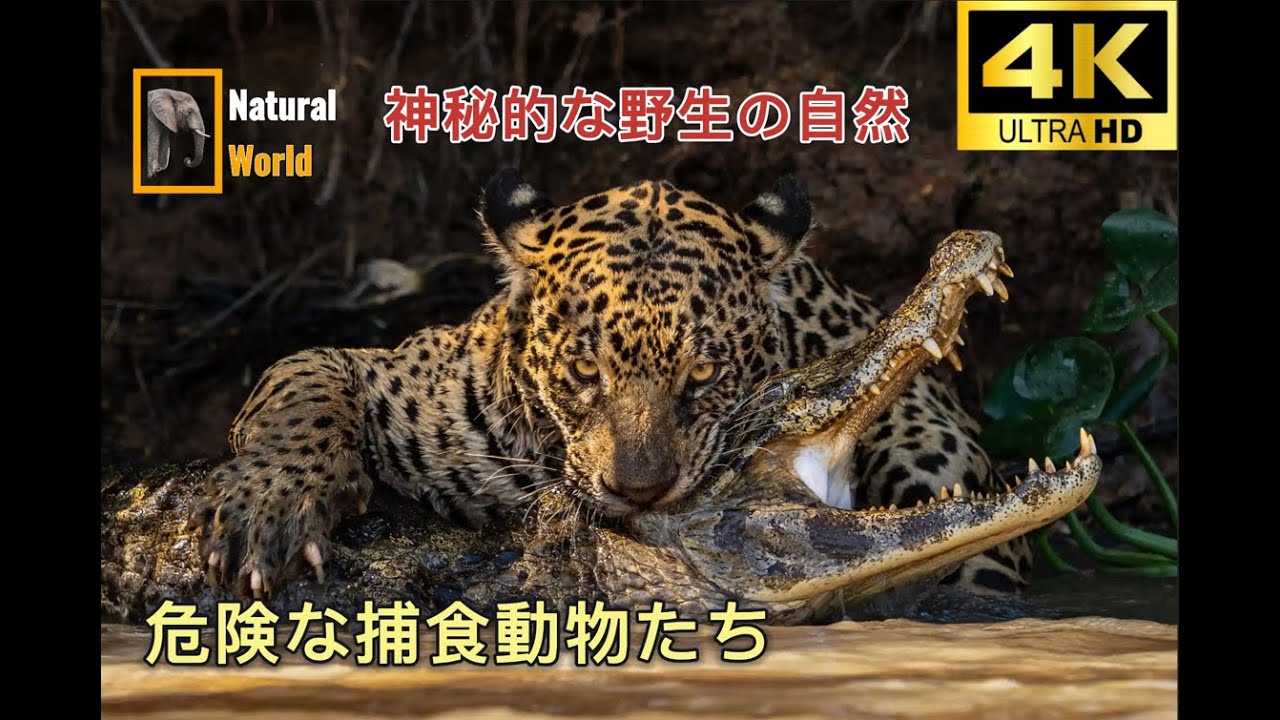 アマゾン 地球で最も広大な生態系 | 野生動物  | 4K UHD | NATURAL WORLD #amazon #アマゾン #自然 #野生動物 #動物  #animals