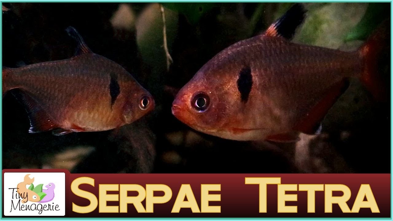 Всё о серпе тетрах: не самая лучшая рыбка для новичков