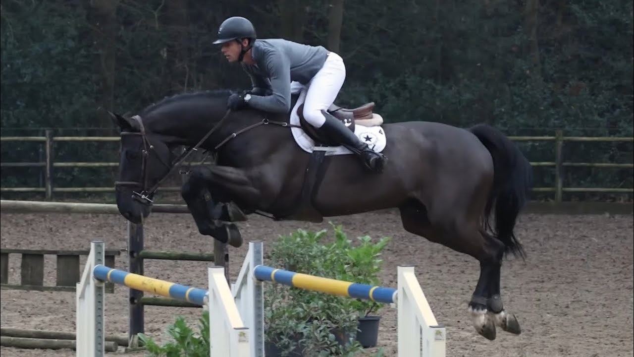 SOLD REGINALD- 1.45 level 8yo gelding, 17.1h x Mallito x Diamant. GREAT JUNIOR/AMATEUR JUMPER! 